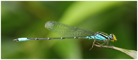 Neoerythromma cultellatum mâle