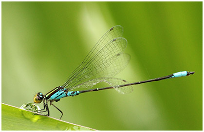 Neoerythromma cultellatum mâle