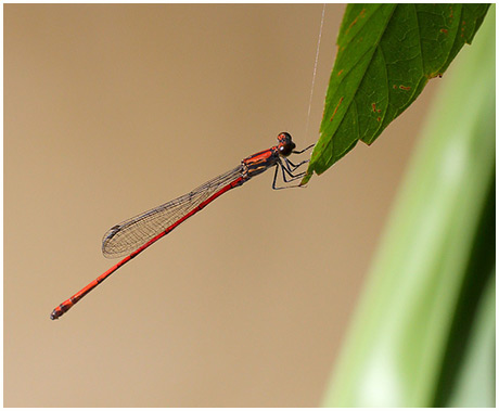 Neoneura esthera male