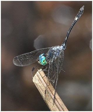 Nephepeltia phryne male