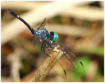 Nephepeltia phryne male