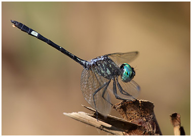 Nephepeltia phryne male