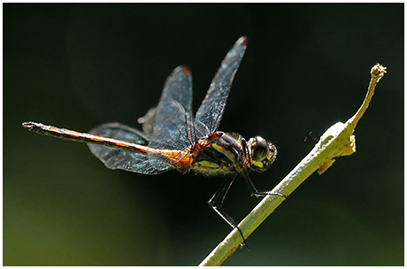 Orthemis cultriformis mâle