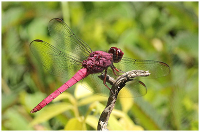 Orthemis discolor mâle