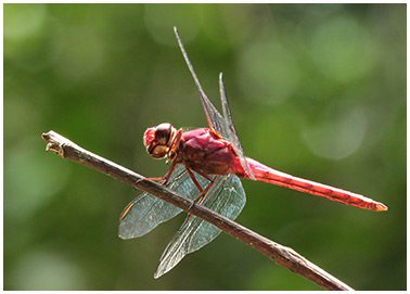 Orthemis discolor mâle