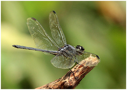 Orthemis garrisoni