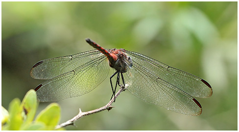 Orthemis levis mâle
