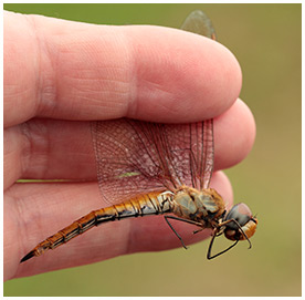 Wandering Glider