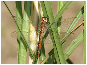 Wandering glider