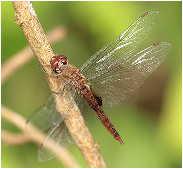 Pantala hymenaea mâle