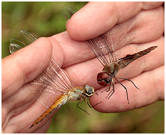 Pantala hymenaea et flavescens