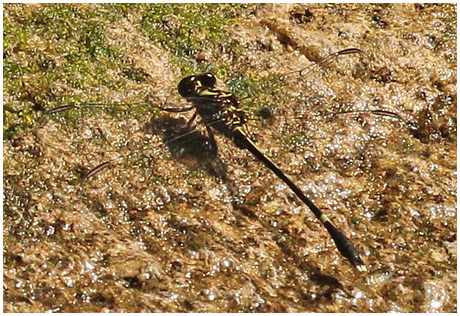 Progomphus sp.