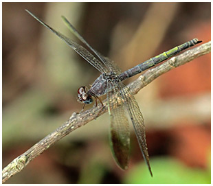 Large Woodskimmer female