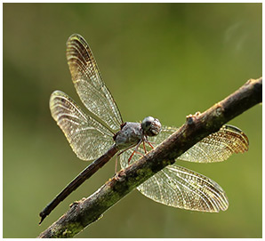 Uracis fastigiata femellle