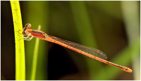 Agriocnemis pygmaea femelle