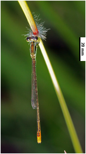 Agriocnemis pygmaea mâle