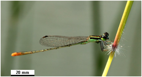 Agriocnemis pygmaea mâle