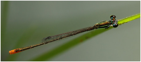 Agriocnemis pygmaea mâle