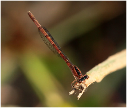 Agriocnemis splendidiss