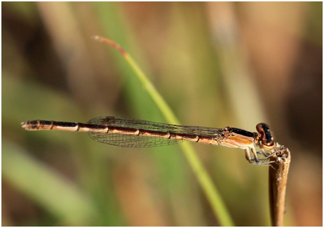 Agriocnemis splendidissima femelle