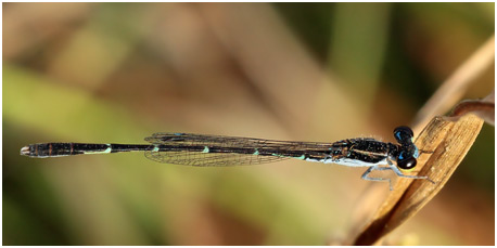 Agriocnemis spendidissima mâle Agriocnemis spendidissima mâle