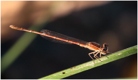 Agriocnemis spendidissima mâle immature Agriocnemis spendidissima mâle immature