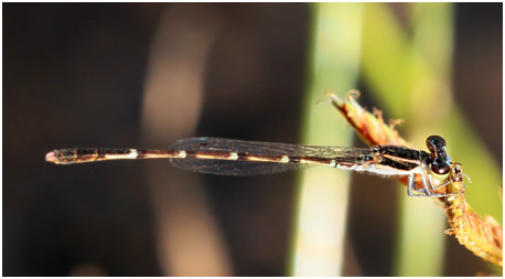 Agriocnemis spendidissima jeune mâle Agriocnemis spendidissima jeune mâle