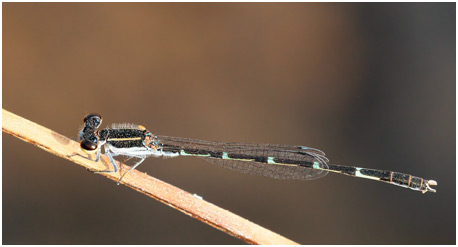 Agriocnemis spendidissima mâle Agriocnemis spendidissima mâle