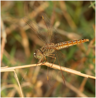 Brachythemis contaminata femelle