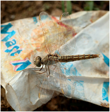 Brachythemis contaminata femelle