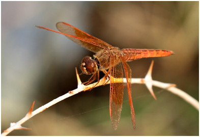 Brachythemis contaminata mâle