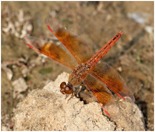 Brachythemis contaminata mâle