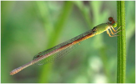 Ceriagrion coromandelianum femelle