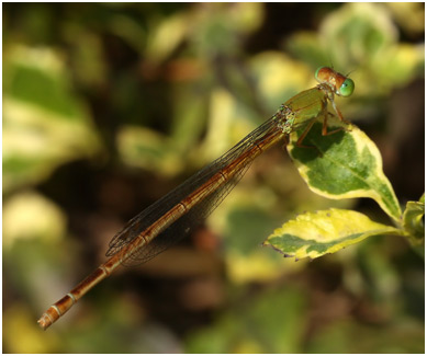 Ceriagrion coromandelianum femelle