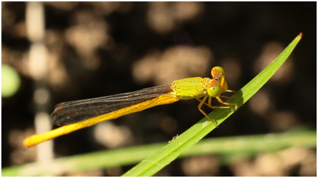 Ceriagrion coromandelianum