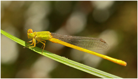 Ceriagrion coromandelianum