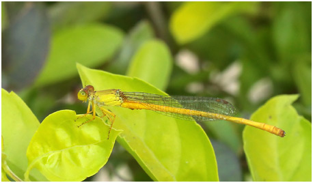 Ceriagrion coromandelianum