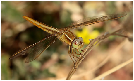 Crocothemis servilia femelle immature