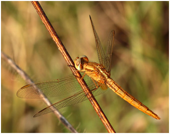 Crocothemis servila mâle