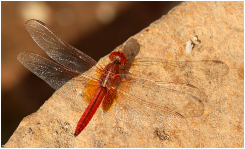 Crocothemis servila mâle