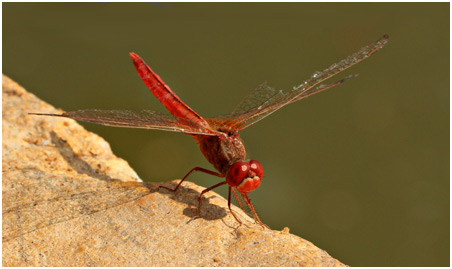 Crocothemis servila mâle