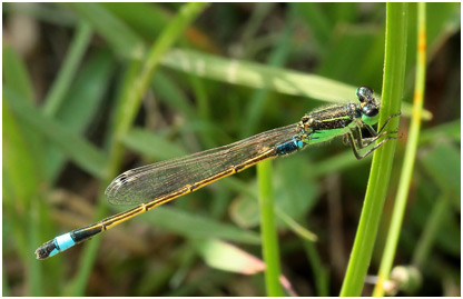 Ischnura senegalensis mâle