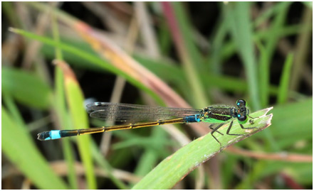 Ischnura senegalensis mâle