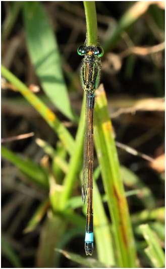 Ischnura senegalensis mâle