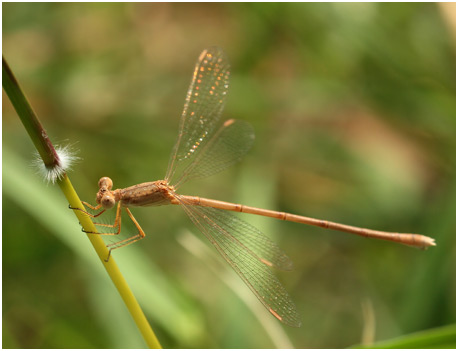 Lestes umbrinus femelle