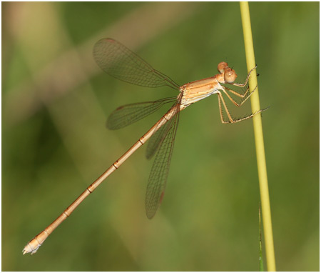 Lestes umbrinus femelle