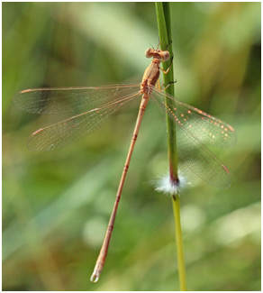 Lestes umbrinus mâle