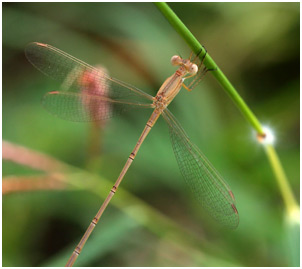 Lestes umbrinus mâle