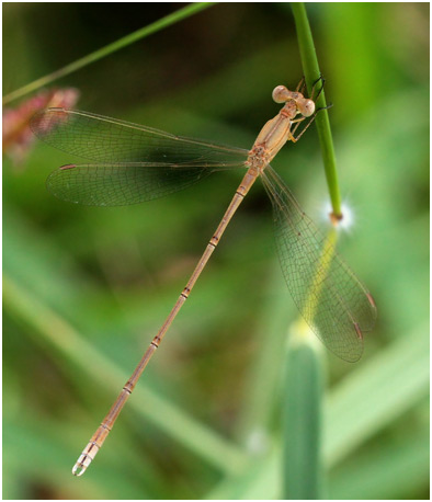 Lestes umbrinus mâle