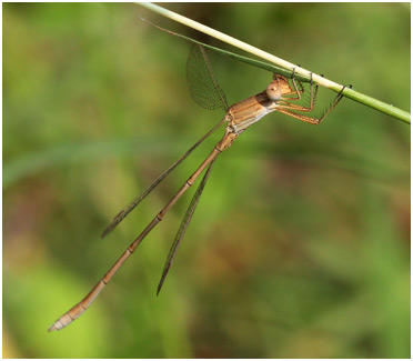 Lestes umbrinus mâle